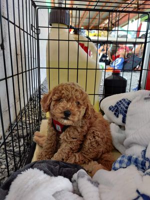 Our team mascot - Lui.